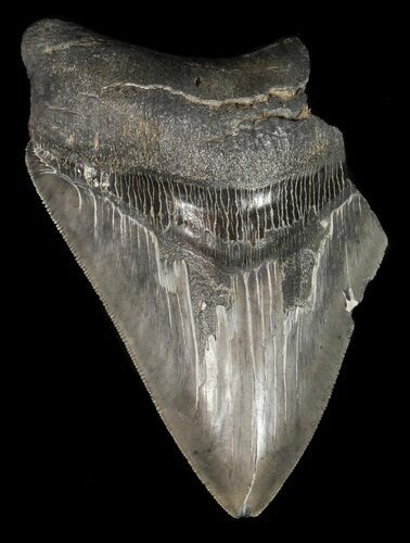 Partial, Serrated, Fossil Megalodon Tooth #51082